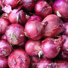 Delicious fresh solar specification agricultural products red onion